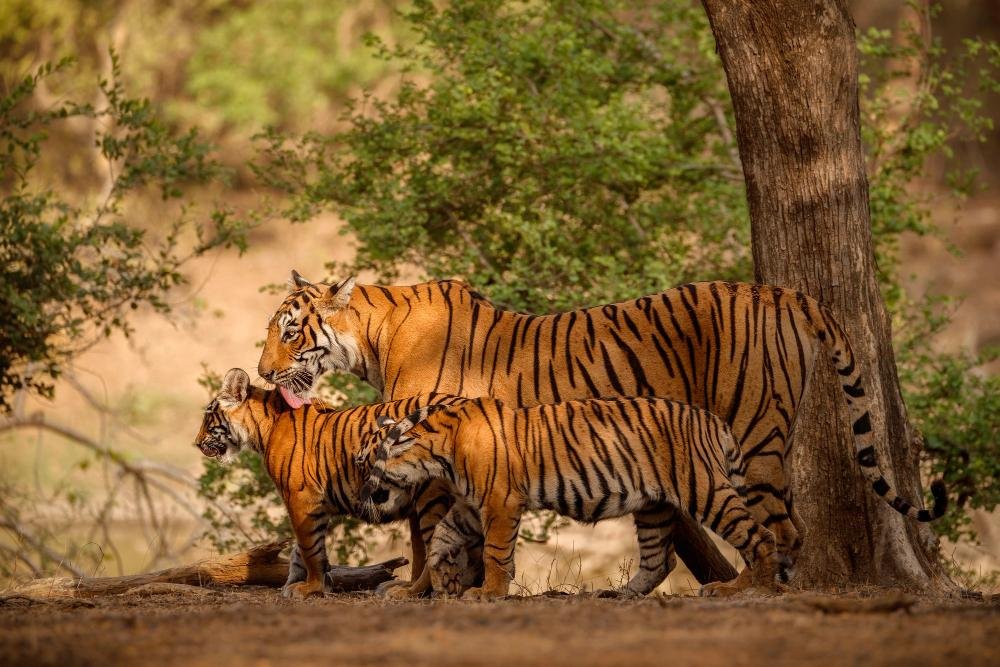 amazing-bengal-tigers-nature